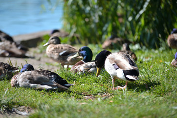 ducks on the lawn near the pond