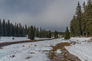 Fototapeta premium Roklansky creek near Modrava village in national park Sumava