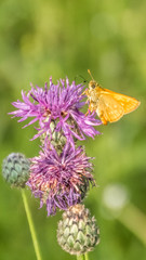 Smartphone HD wallpaper of small skipper butterfly on flower