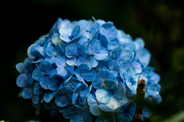 flower with water drops