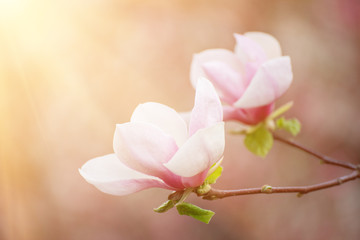 Naklejka na ściany i meble Magnolia spring flowers