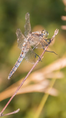 Smartphone HD wallpaper of macro of dragonfly on branch