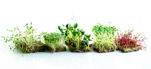 microgreen dill sprouts, radishes, mustard, arugula, mustard in the range on a light background