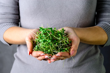 microgreen arugula sprouts in female hands Raw sprouts, microgreens, healthy eating