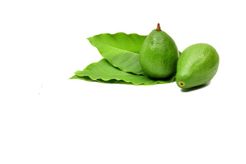 Fresh Avocado Fruit