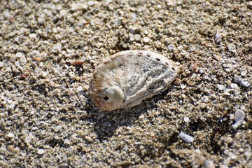sea ​​sand texture