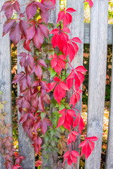 roter wilder Wein rankt an einem Holzzaun