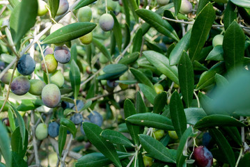 olives, branch, hand picking from plants during harvesting, green, black, beating, to obtain extra virgin oil, food, antioxidants, Taggiasca, sun, autumn, light, Riviera, Liguria, Italy