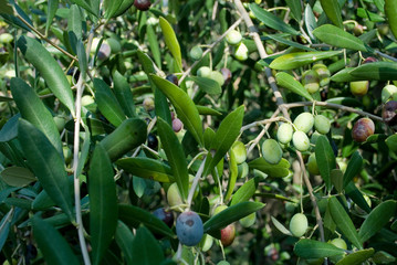 olives, branch, hand picking from plants during harvesting, green, black, beating, to obtain extra...
