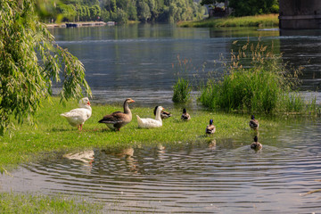 anatre sul fiume Adda