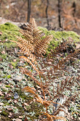 Dried fern during autumn in a wood