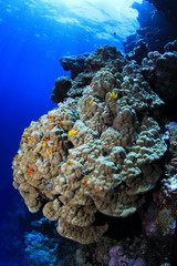 Naklejka na ściany i meble Great Barrier Reef