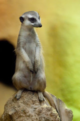 Watchful meerkat on a yellow-orange background.