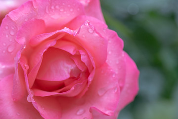 pink rose with drops of water