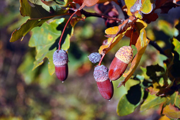 Oak branch with dry weathered leaves with acorns close up detail, soft blurry background, sunny...