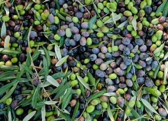 olives, hand picking from plants during harvesting, green, black, beating, to obtain extra virgin...