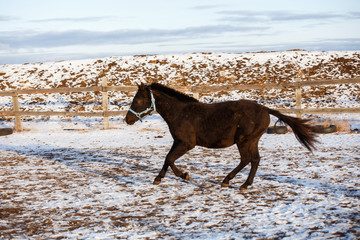 black horse running in the winter in the snow