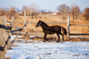 black horse running in the winter in the snow