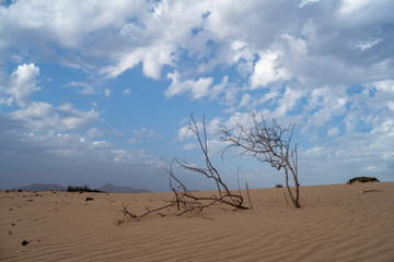 Corralejo Dunes Natural Park, Fuerteventura, Spain