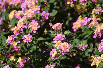 spring flower garden 