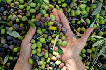 hand with olives, picking from plants during harvesting, green, black, beating, to obtain extra...