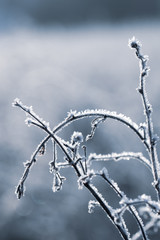 Close-up of dried herbs  covered with frost