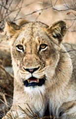 Obraz na płótnie Canvas Lion, (Panthera leo), Kruger National Park, Mpumalanga, South Africa, Africa