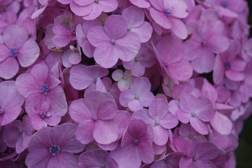 Hydrangea Flowers