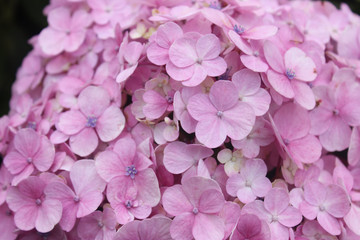 Obraz premium Hydrangea Flowers