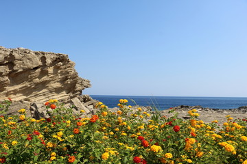 flowers on the beach