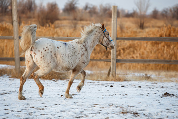 horse running in the winter in the snow
