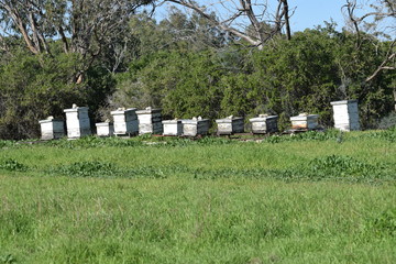 Fototapeta na wymiar beekeeping Cyprus farm 