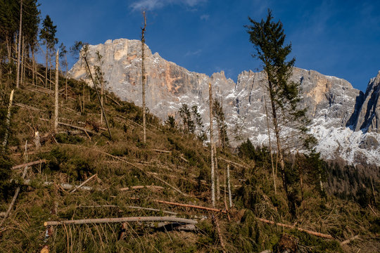 Alberi abbattuti in Trentino