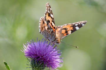 Distelfalter (Vanessa cardui; Syn.: Cynthia cardui)