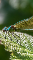 Smartphone HD wallpaper of macro of dragonfly on leaf