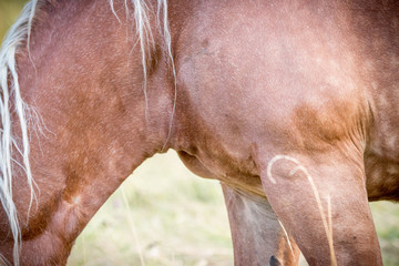 horse power
