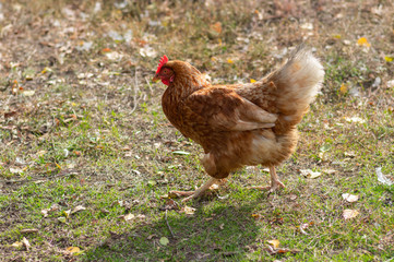 Outdoor portrait of laying hen walking in poultry-yard at fall season