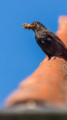 Smartphone HD wallpaper of blackbird with food for the youngsters