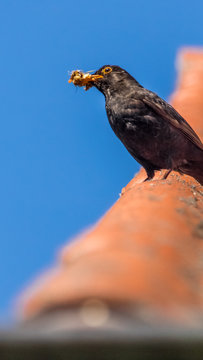 Smartphone HD wallpaper of blackbird with food for the youngsters