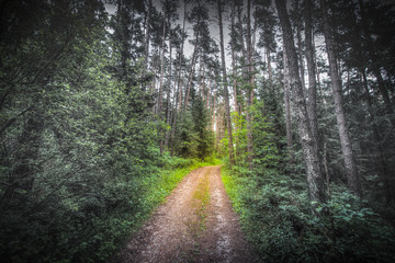 Obraz premium magical forrest