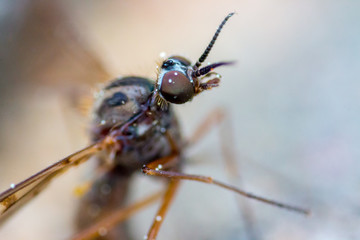 scary insect