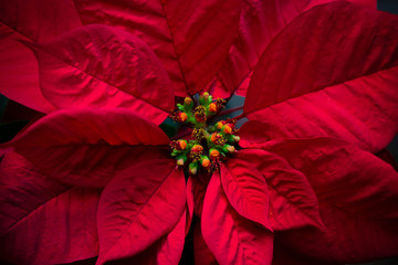 Red Christmas flower background. Decorative winter wallpaper.