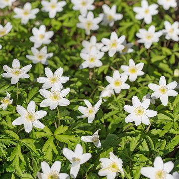 Bl&uuml;hende Buschwindr&ouml;schen, Anemone nemorosa