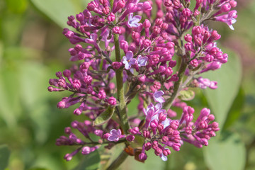 Flieder für meinen Schatz!