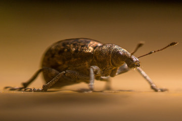 beetle alert!