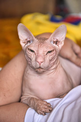 bald sphinx cat in his arms
