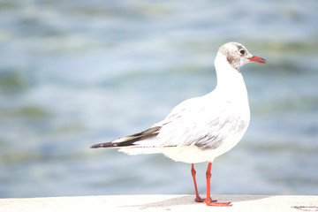
Close up of seagull standing by the sea