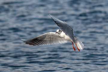 coming in for landing!