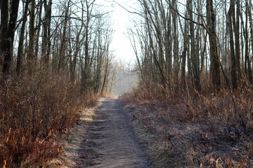 Obraz premium The hiking trail in the woods on a foggy autumn morning.