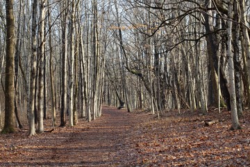 The hiking trail in the colorful autumn forest on a sunny day.